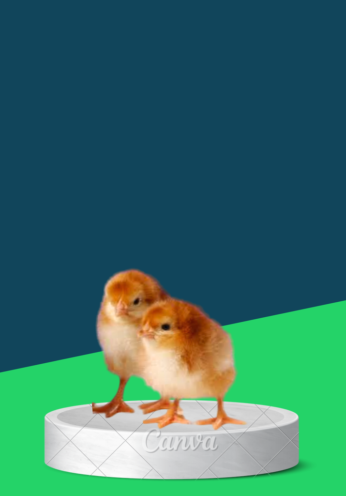 DOC-AMO BROILER