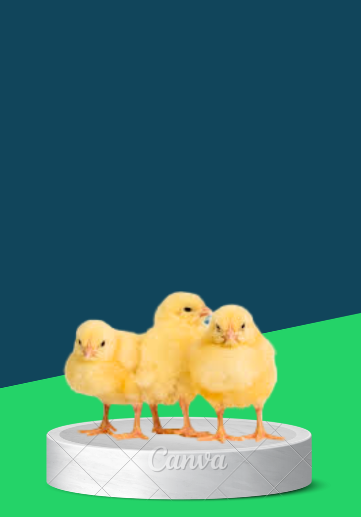 BROILER-AGRITED 