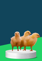 BROILER FIDAN